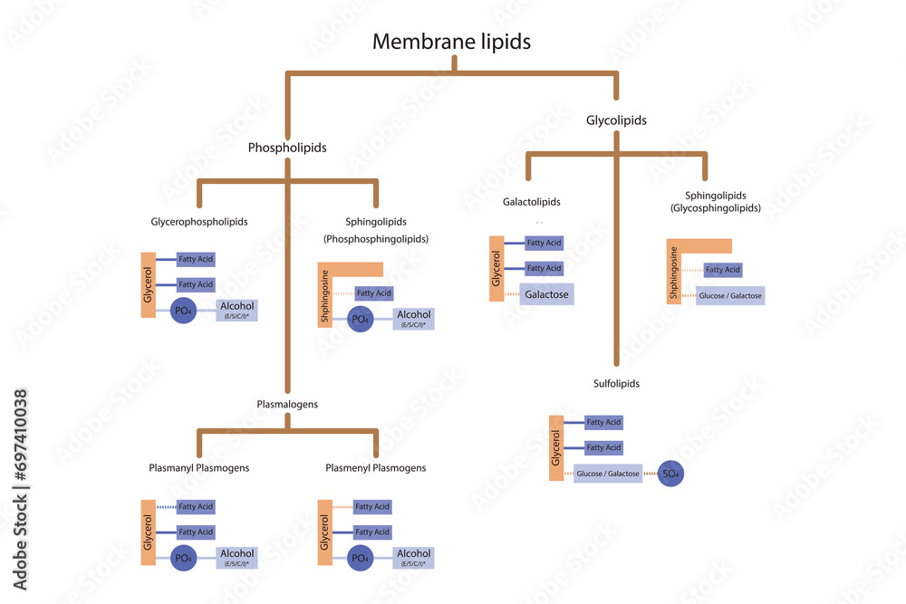 Diagram showing classification of lipids storage lipids, membrane