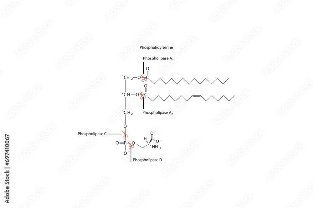 Diagram showing cleavage sites of phospholipases - PLA1, PLA2, PLC, PLD - molecular structure of Phosphatidylserine  Scientific vector illustration.