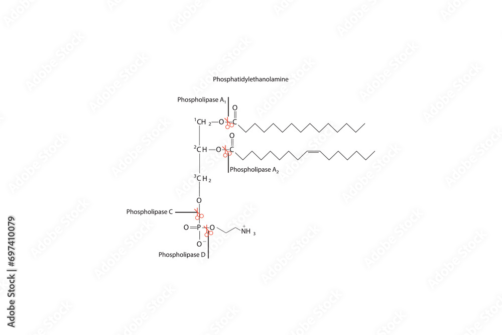 Diagram showing cleavage sites of phospholipases - PLA1, PLA2, PLC, PLD - molecular structure of Phosphatidylethanolamine Scientific vector illustration. Diagram showing cleavage sites of phospholipases - PLA1, PLA2, PLC, PLD - molecular structure of Phosphatidylethanolamine Scientific vector illustration.