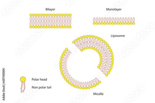 Diagram showing phospholipid structures - Liposome, micelle, monolayer and bilayer - non polar tails and polar heads. Purple scientific vector illustration.