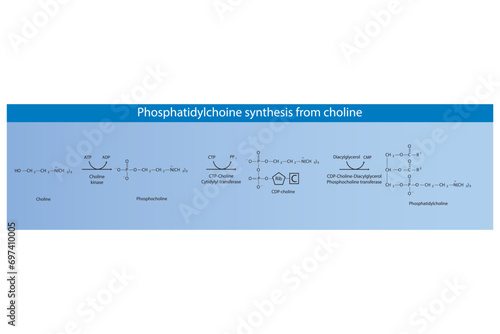 Schematic molecular diagram of Phosphatidylchoine synthesis from choline via choline kinase, CTP choline cytidylyl transferase and CDP-choline DAG PC transferase  Scientific vector illustration. photo