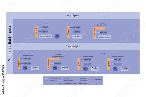 Diagram showing classification of lipids - storage lipids, membrane lipids - phospholipid, glycolipid, sulfolipid, etc, including chemical linkages Orange and purple scientific vector illustration.