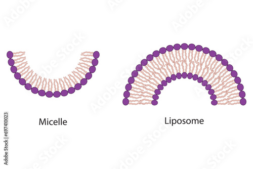 Diagram showing phospholipid structures - monolayer and bilayer - non polar tails and polar heads. Green scientific vector illustration. photo