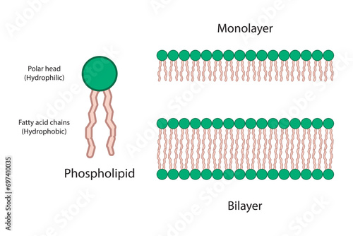 Diagram showing phospholipid structures - monolayer and bilayer. Green scientific vector illustration.