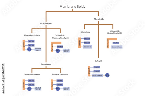 Diagram showing classification of lipids - storage lipids, membrane lipids - phospholipid, glycolipid, sulfolipid and more. Orange and purple scientific vector illustration.