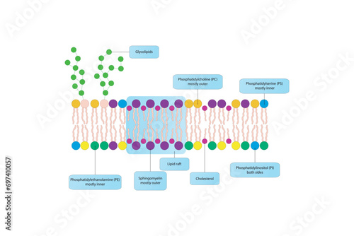 Diagrams showing schematic structure of cytoplasmatic membrane, including phospholipids (PE, PC, PS, sphingomyelin) glycolipids, cholesterol, lipid raft. Colorful scientific vector illustration.