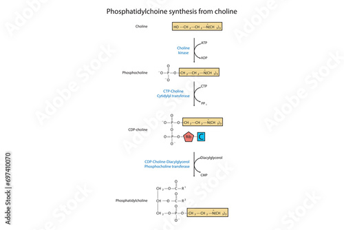 Schematic molecular diagram of Phosphatidylchoine synthesis from choline via choline kinase, CTP choline cytidylyl transferase and CDP-choline DAG PC transferase  Scientific vector illustration.