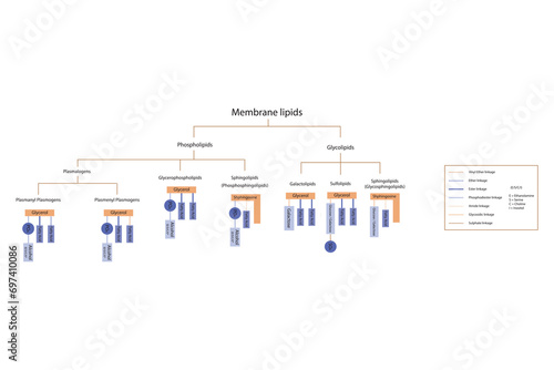 Diagram showing classification of lipids - storage lipids, membrane lipids - phospholipids, glycolipids, triglycerides, plasmogens and more. Orange and purple scientific vector illustration.