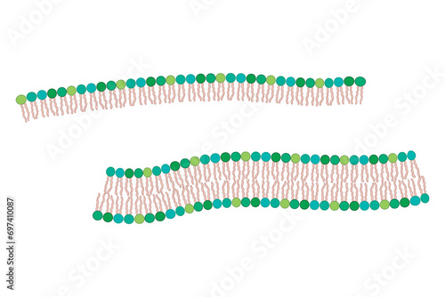Diagram showing phospholipid structures - Liposome, micelle, monolayer and bilayer - non polar tails and polar heads. Pink scientific vector illustration.
