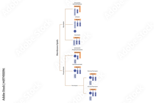 Diagram showing classification of lipids - storage lipids, membrane lipids - phospholipid, glycolipid, sulfolipid and more. Orange and purple scientific vector illustration.