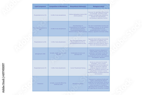 Table showing Phospholipids types, biosynthesis pathways and biological function - including PC, PE, PS, PI, SM, cholesterol Blue scientific vector illustration. photo