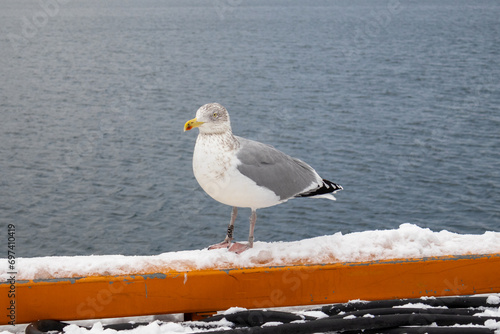 Photography European Herring Gull perched on Snowy Harbour in Oslo