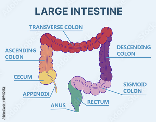 Large intestine. Human anatomy for kids. Healthcare illustration. Vector illustration.