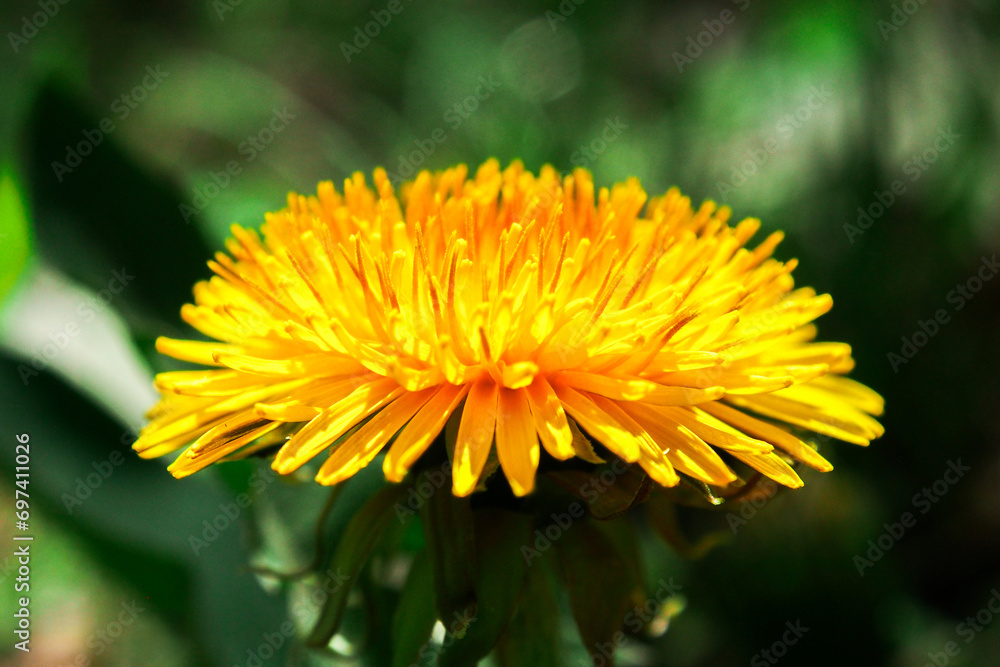 yellow flower of a dandelion yellow flower of a dandelion
