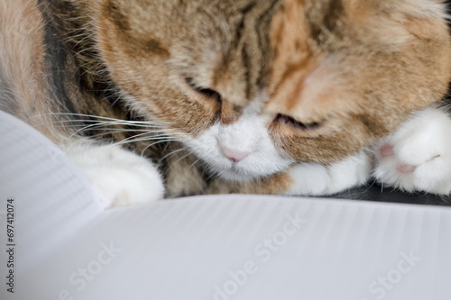 scottish fold cat sleeping on a notebook 
