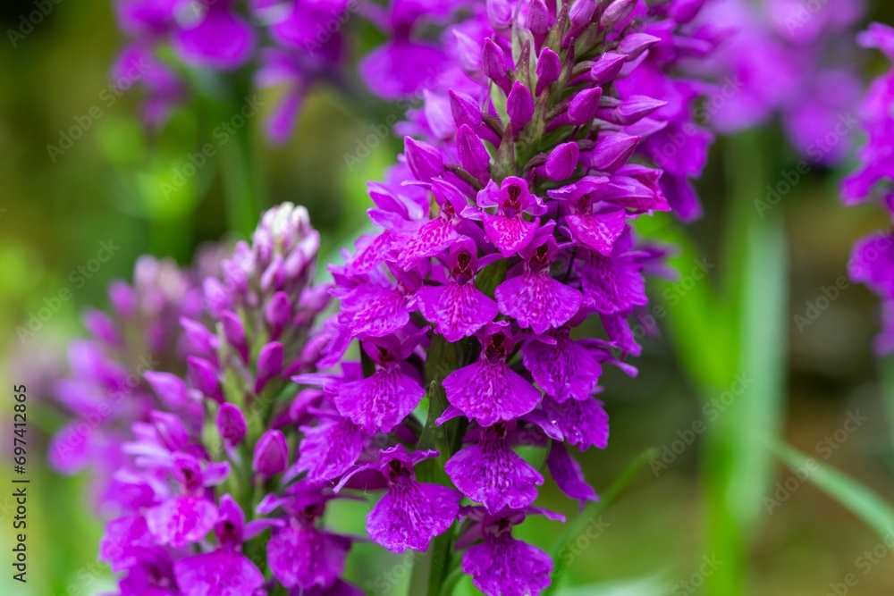Madeiran orchids (dactylorhiza foliosa) in bloom Madeiran orchids (dactylorhiza foliosa) in bloom