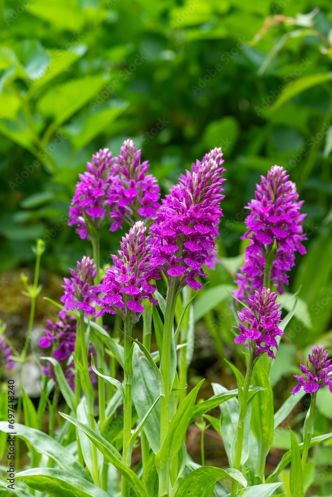 Obraz premium Madeiran orchids (dactylorhiza foliosa) in bloom