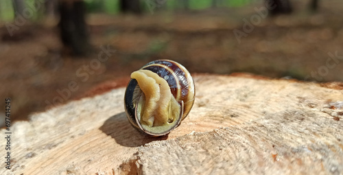 Slug laying on the wooden surface. Helix lucorum living in the forest photo