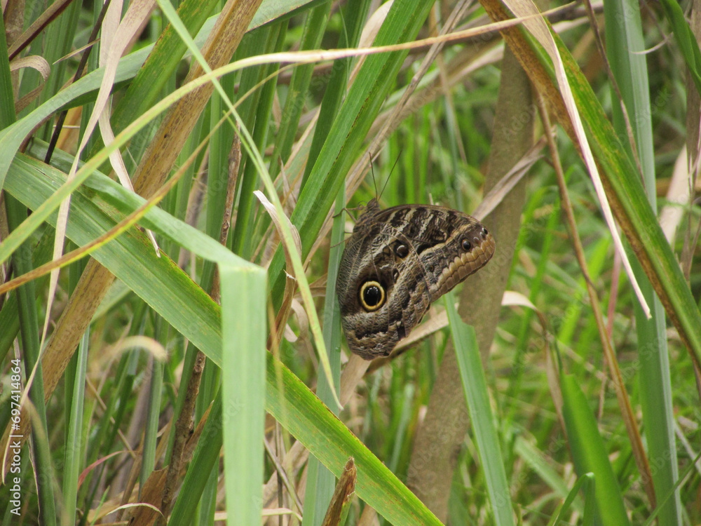Obraz premium The owl's eye butterfly perched amidst the forest foliage