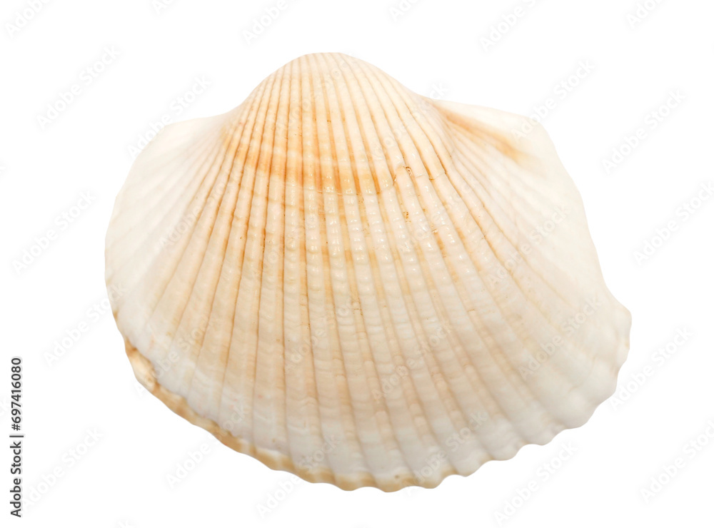Sea shell isolated on white, top view