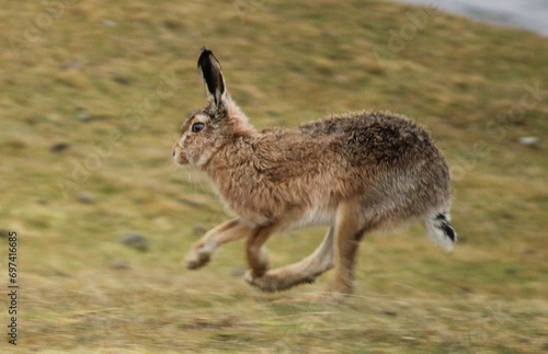 Brown hare running