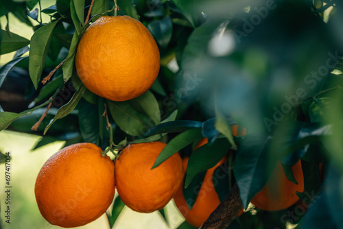 natural oranges on the tree