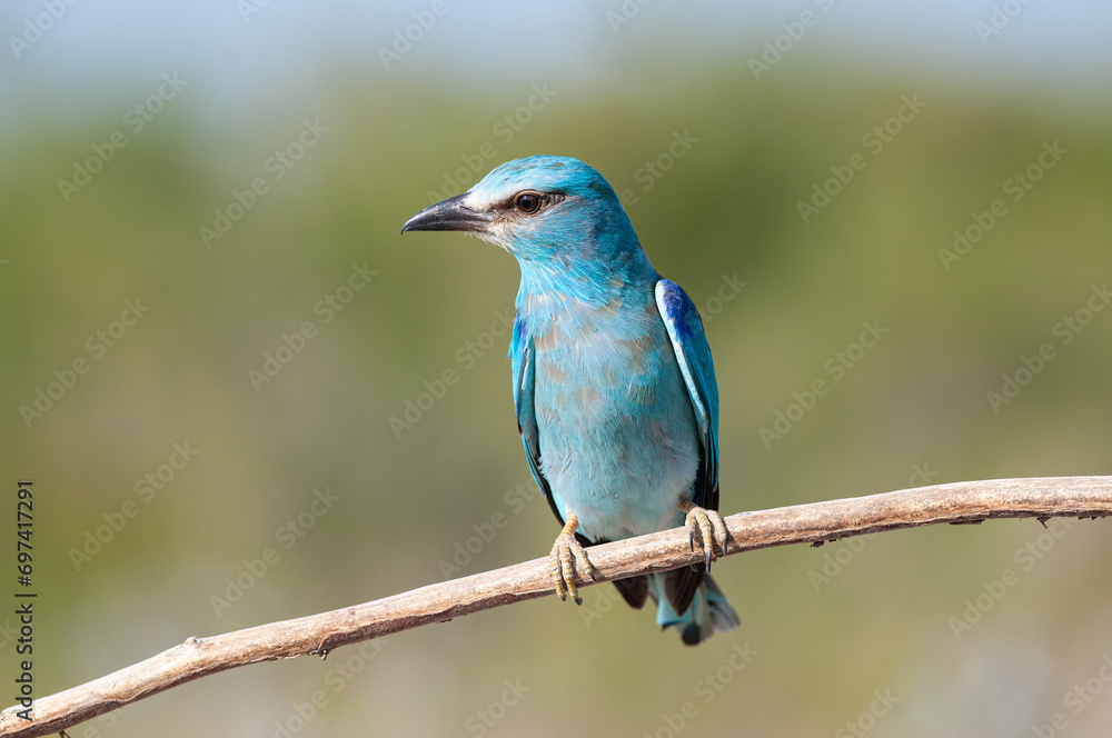 European Roller (Coracias garrulus) standing on a branch.