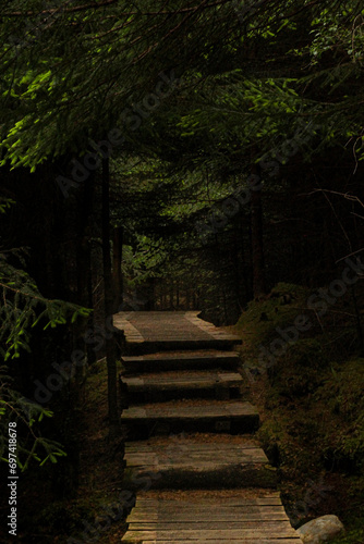 A winding wooden path cuts through a lush green forest  cocooned by towering trees  inviting curiosity and beckoning exploration into the secrets held within.