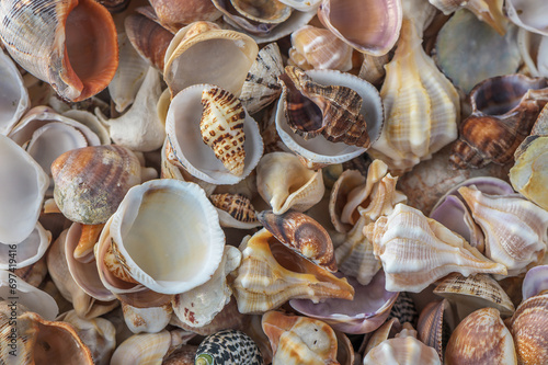 Mediterranean sea shells as background 7