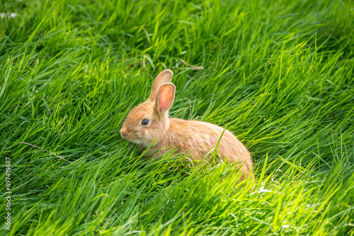 Hase im Gras photo