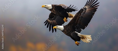 Two eagles flying together, both bald. photo