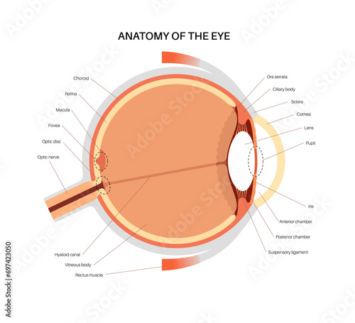 Eye anatomy poster