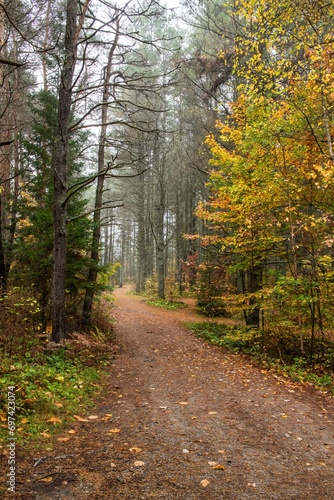 patheway through large Pine tree forest Kearney campgrounds Algonquin Ontario Canada photo