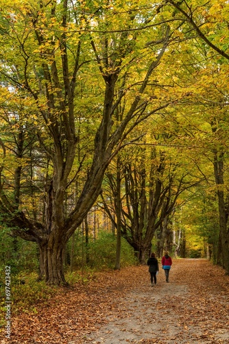 Fototapeta Naklejka Na Ścianę i Meble -   road with large old Maple trees in fall colour