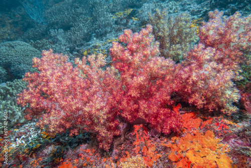 Fototapeta Naklejka Na Ścianę i Meble -  Bright Red Soft Coral on a reef in Musandam, Oman
