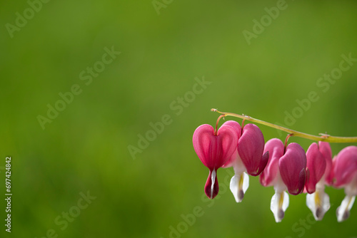 Pink bleeding heart flowers in spring