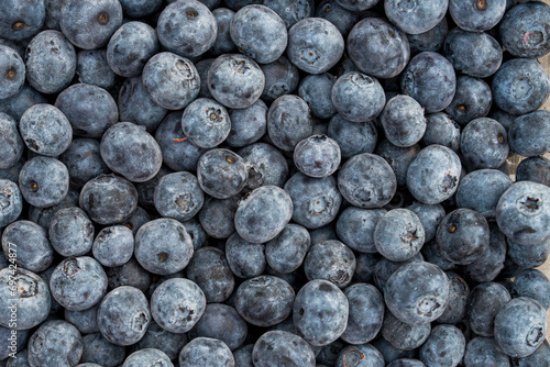 Closeup of freshly picked blueberries in summer photo