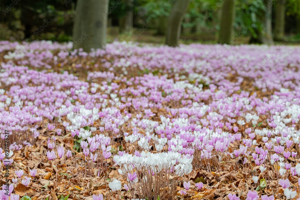 Cyclamen flowers in bloom in Cambridgeshire England Cyclamen flowers in bloom in Cambridgeshire England