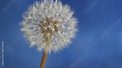 Zoom in on a dandelion seed head against a bright blue background