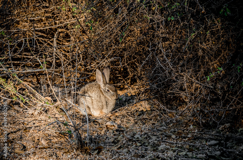 A desert cottontail rabbit in dense underbrush around a lake near Phoenix Arizona A desert cottontail rabbit in dense underbrush around a lake near Phoenix Arizona