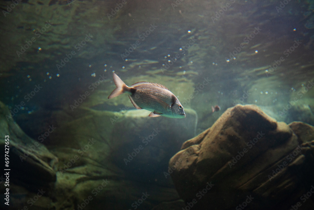 Fototapeta premium Exotic fish in an aquarium