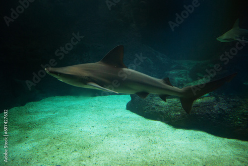 A small shark swims underwater