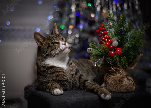 Fototapeta Naklejka Na Ścianę i Meble -  A wonderful cat is having a great Christmas