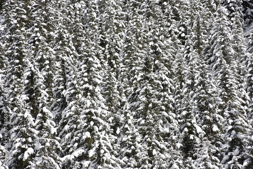 Wald, Winter, Schnee, Weihnachten, weihnachtlich, Schneedecke, verschneit, eingeschneit, Bergwald, Tiefschnee, Dezember, Stimmung, Stille, kalt, Stamm, Baumstamm, Ast, Geäst, Nadelwald, Natur, Jahresz
