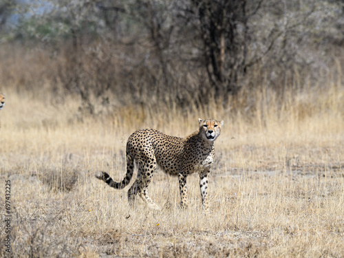 Cheetah walking on dry grass in Savannah of Tanzania
