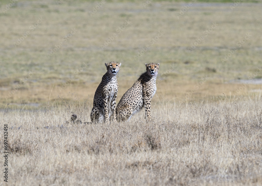 Two cheetah siblings sitting on dry grass in savannah of Tanzania Two cheetah siblings sitting on dry grass in savannah of Tanzania