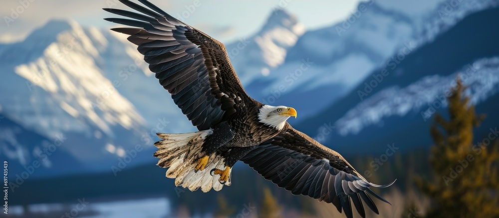 Obraz premium Bald eagle in Jasper, Alberta, with mountain backdrop.