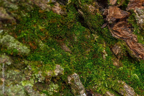 Green moss on a tree after the rain