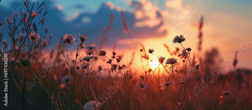 At sunset  the grass flower is set against a beautiful sky.