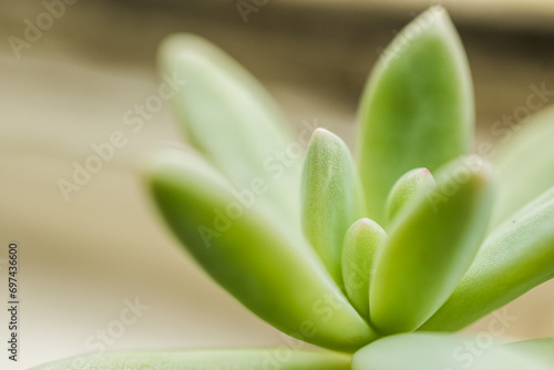 A close-up shot of a pachyphytum hookeri plant photo